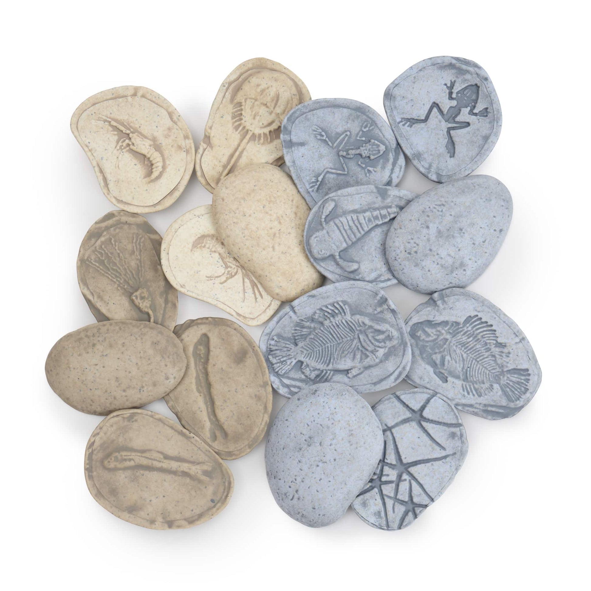 Magnetic Matching Fossil Stones: Aquatic Life - Set of 8